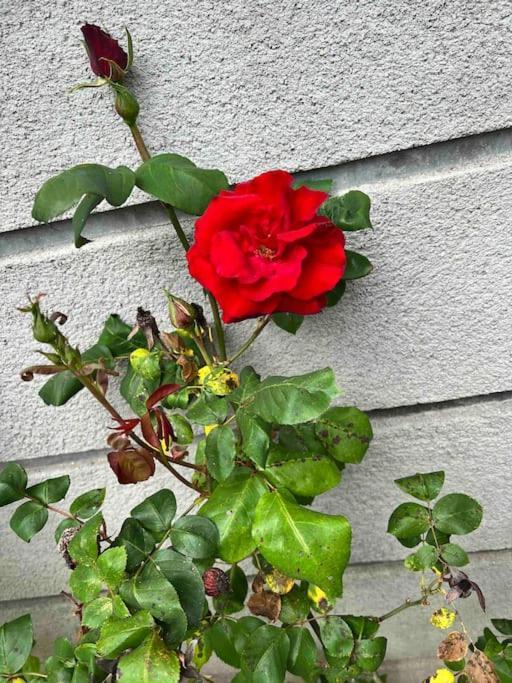 Gite De La Petite Fourmy Saint-Sulpice-les-Feuilles المظهر الخارجي الصورة